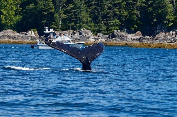 潜水座头鲸鲸鱼