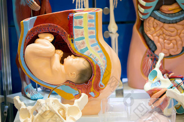 怀孕布局人类内部器官假培训假医疗保健概念人类解剖学