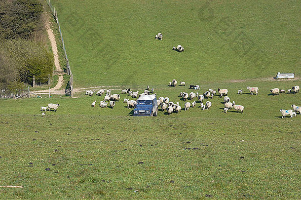农民喂养群羊吉普车