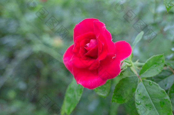 红色的玫瑰布什花园股票照片