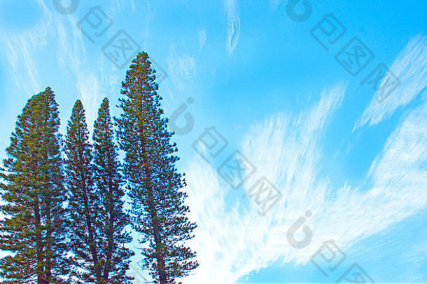 冷杉树蓝色的蒙上阴影有条纹的天际线