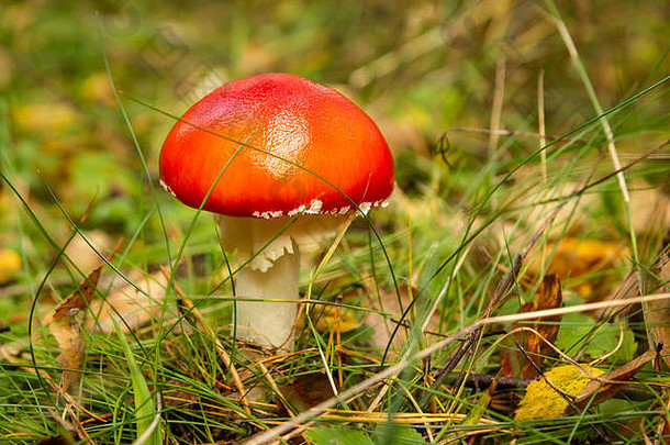 红色的有毒的蘑菇森林