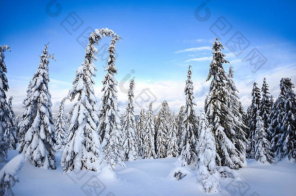 冬天景观白雪覆盖的树山巨型山脉波兰