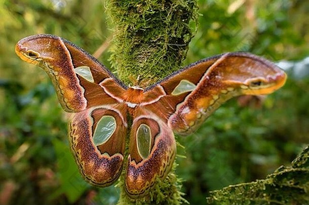 皇帝蛾rothschildia阿里西亚beatuful大彩色的蛾南美国森林东部安第斯山脉的山坡上三身为洛奇厄瓜多尔