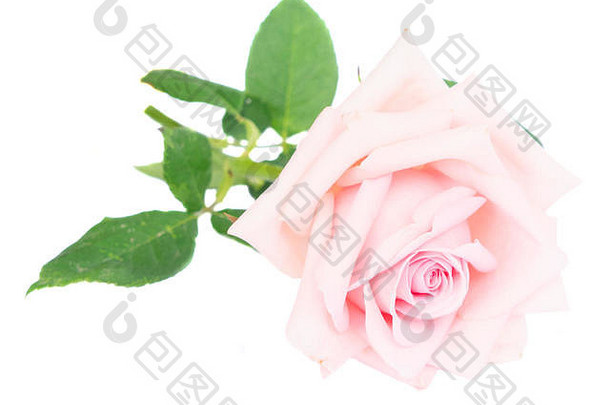 粉红色的盛开的玫瑰