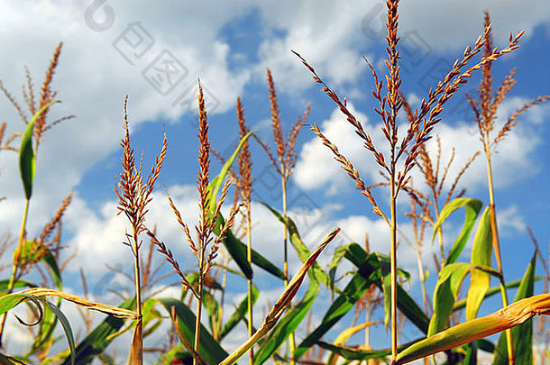 农场场日益增长的玉米蓝色的天空