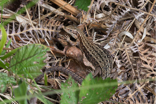 常见的胎生的蜥蜴动物托卡只姥干欧洲蕨汉普郡英格兰