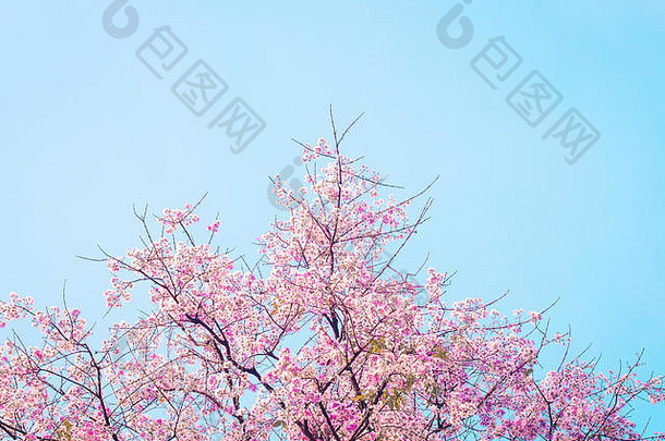 美丽的樱桃开花粉红色的花樱花蓝色的天空春天夏天自然背景