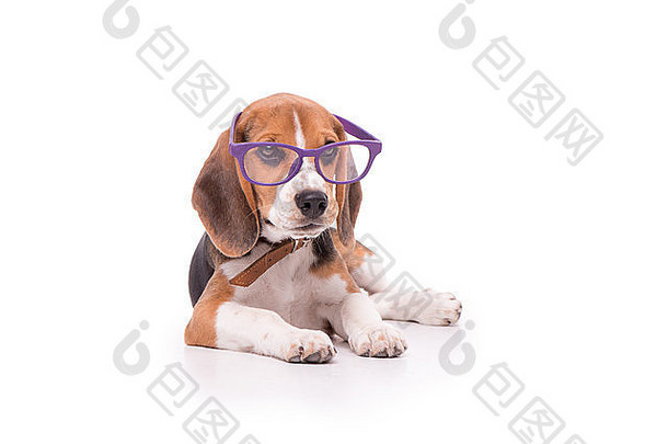 有趣的小猎犬号眼镜