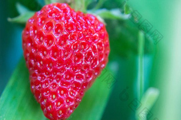 多汁的红色的草莓日益增长的有机在虹膜准备好了吃