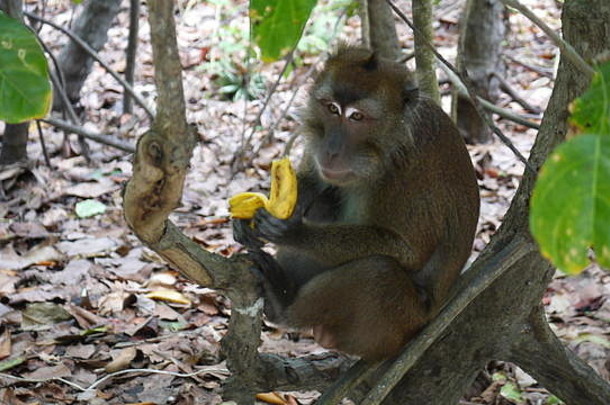 短尾猿吃香蕉托儿所菲律宾