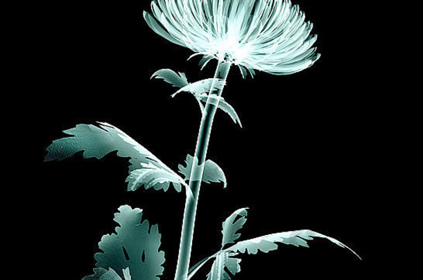 X射线图像花孤立的黑色的绒球菊花