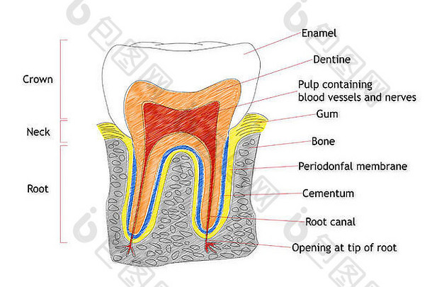 人类牙结构