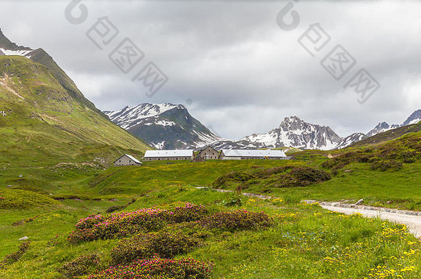 全景视图山范围瑞士阿尔卑斯山脉广州Tessin提契诺美丽的花前景