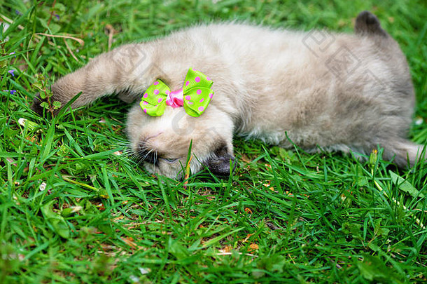 小猫穿弓领带绿色草坪上