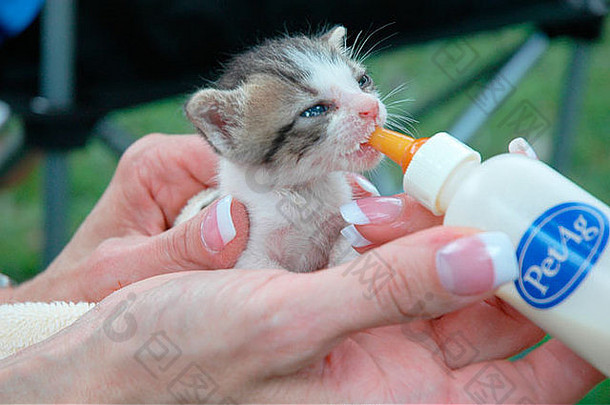 一天获救小猫需要瓶喂养使动物救援亚特兰大