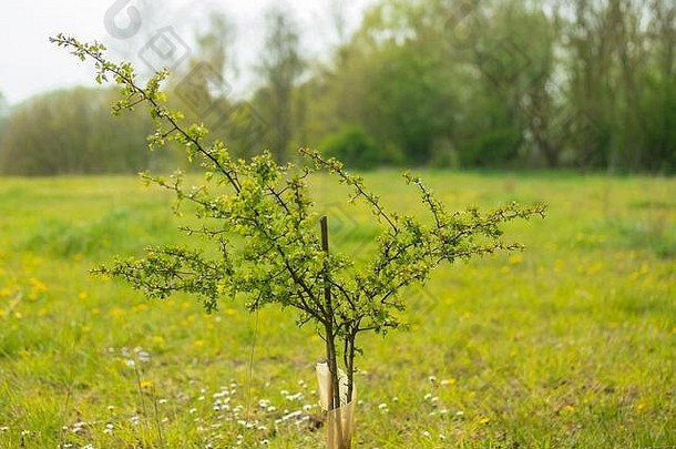 年轻的树苗种植大自然储备晚些时候春天受保护的塑料防止动物吃年轻的植物