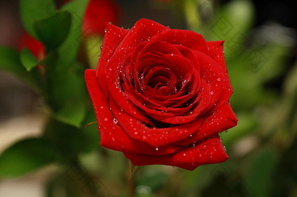 花玫瑰红色的浪漫自然爱水浪漫的的有创意的创新黑色的叶美丽的美太棒了超级前<strong>花园</strong>早....露水