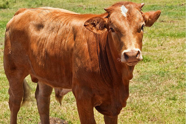澳大利亚牛肉牛年轻的赫里福德安格斯交叉培育肉