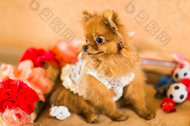 可爱的有趣的小狗波美拉尼亚的微笑橙色背景