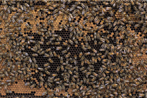 蜂巢蜂蜜蜜蜂框架成熟的面包特征开放“足球”中心环封顶面包花粉边缘