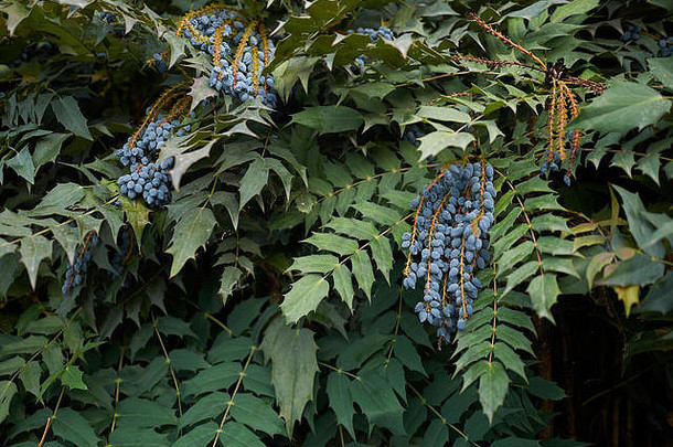蓝色的水果十大功劳媒体常绿灌木
