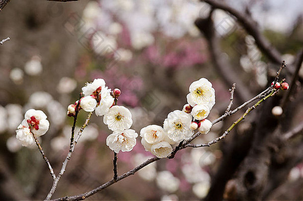 白色花李子树春天