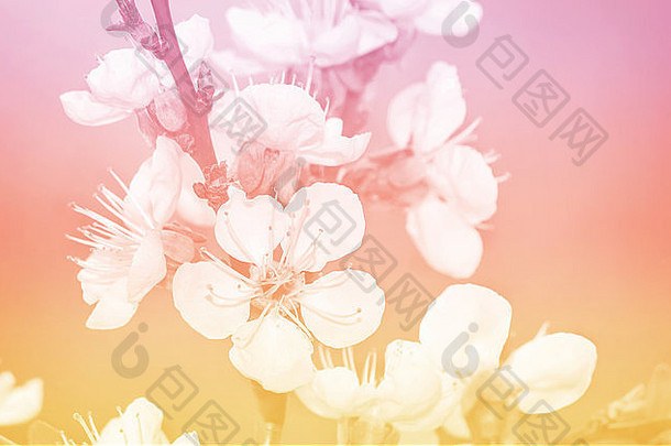 分支开花杏很多白色花粉红色的味蕾礼物特写镜头粉红色的背景
