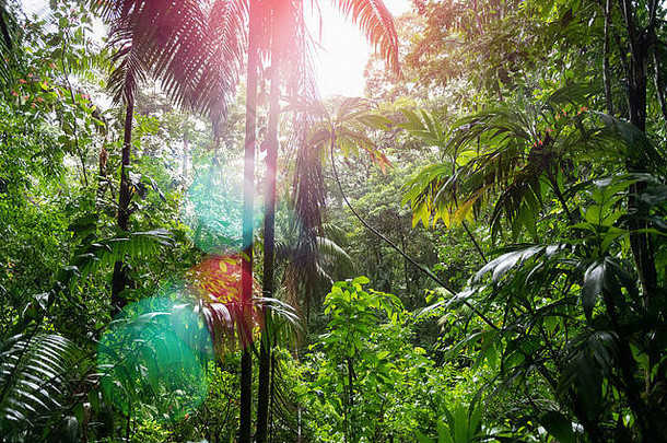 密集的绿色丛林森林阳光科斯塔黎加