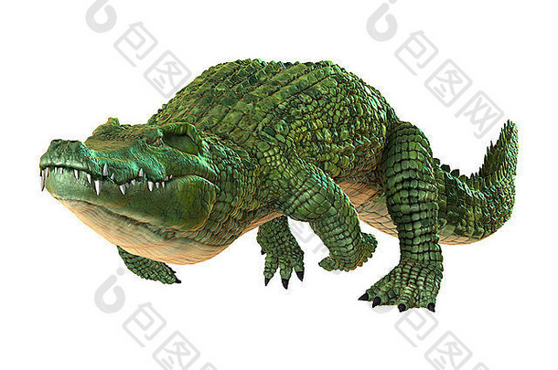 数字渲染绿色鳄鱼孤立的白色背景
