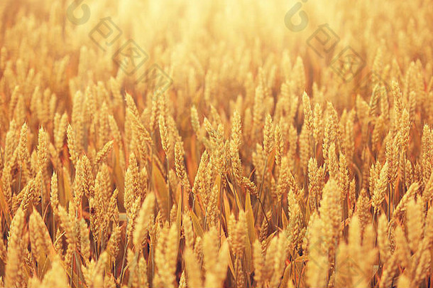 场金小麦阳光成熟的小麦晚上