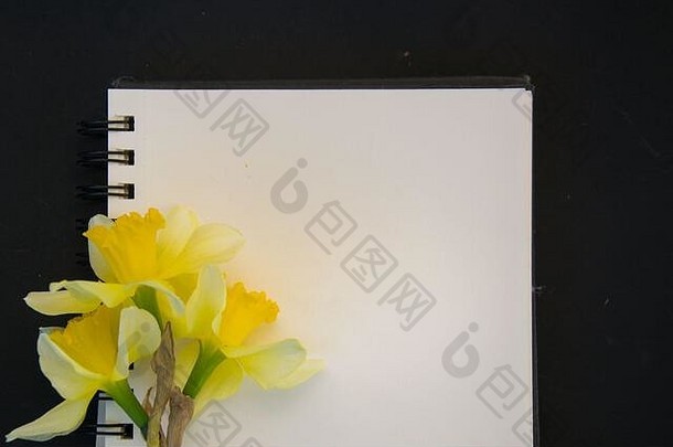 新鲜的春天黄色的水仙花花空教科书纸空的地方文本复制空间浪漫的概念黑色的背景