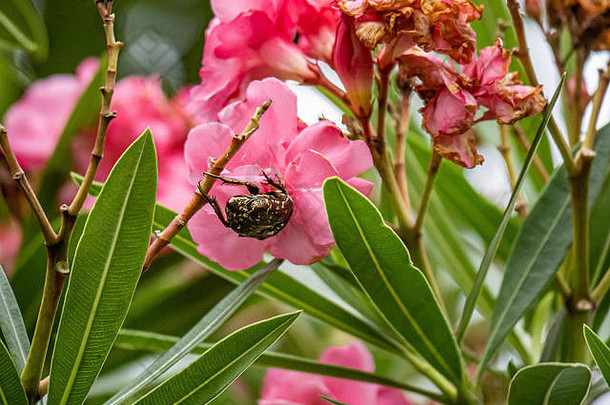东方花甲虫普罗泰蒂亚东方人提要粉红色的花分墙日本花园横滨日本
