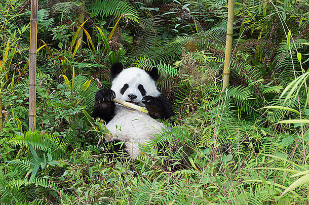 年岁的年轻的巨大的熊猫ailuropodamelanoleuca中国保护研究中心巨大的熊猫成都