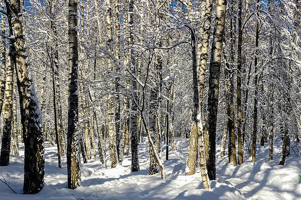 景观树覆盖雪照亮冬天太阳