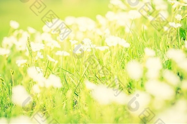 古董<strong>照片</strong>盛开的白色花繁缕绿色草自然春天花背景