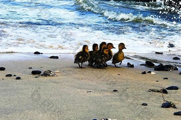婴儿鸟海滩撑海洋