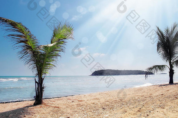 海景图像海滩棕榈树阳光明媚的天空