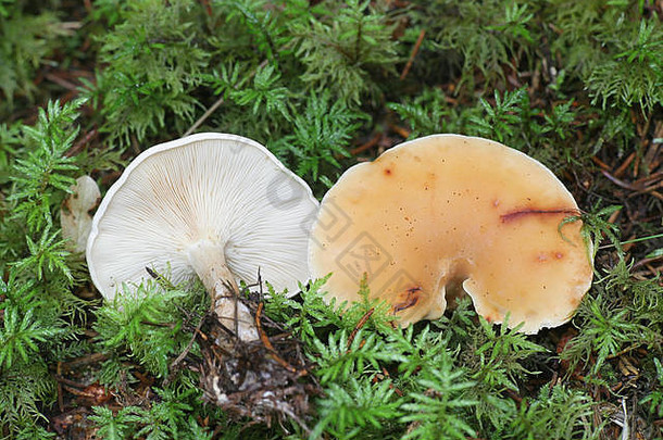 莱皮斯塔gilva茶色漏斗野生蘑菇芬兰
