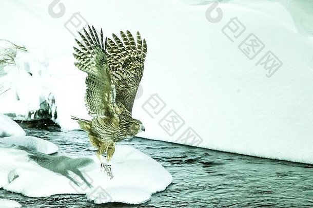 blakiston的鱼猫头鹰鸟狩猎鱼冷水溪独特的自然美北海道日本观鸟冒险亚洲大钓鱼鸟