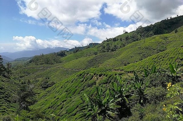 做。茶种植园卡梅隆高地马来西亚亚洲