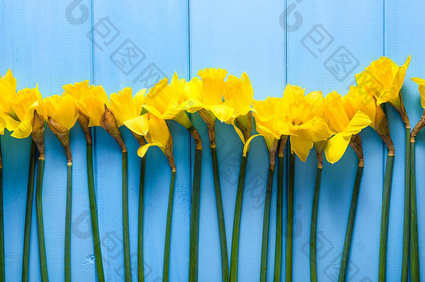 黄色的水仙花木背景春天复活节卡