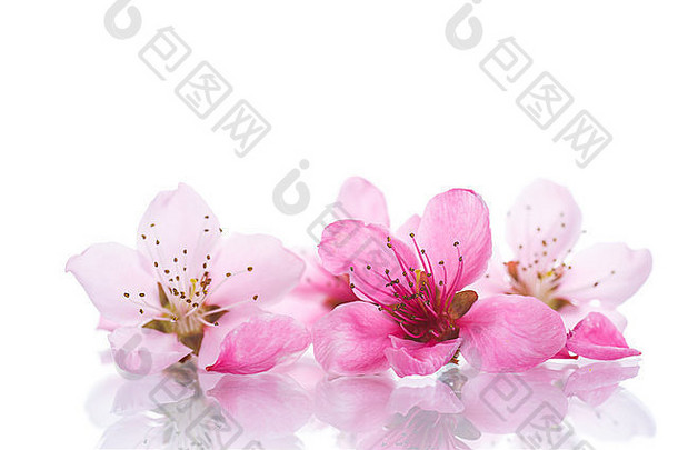 桃子粉红色的花