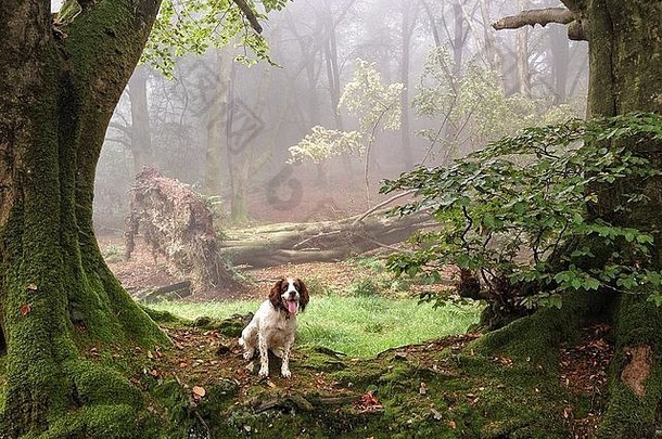 施普林格猎犬坐在林地清算有雾的早....