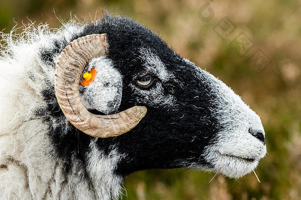 斯韦尔代尔同样冬天开放高沼地山农业约克郡山谷英格兰斯韦尔代尔羊常见的品种羊北约克郡