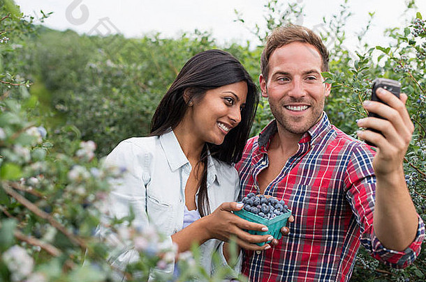 蓝莓植物轴承水果人灌木采取自拍聪明的电话