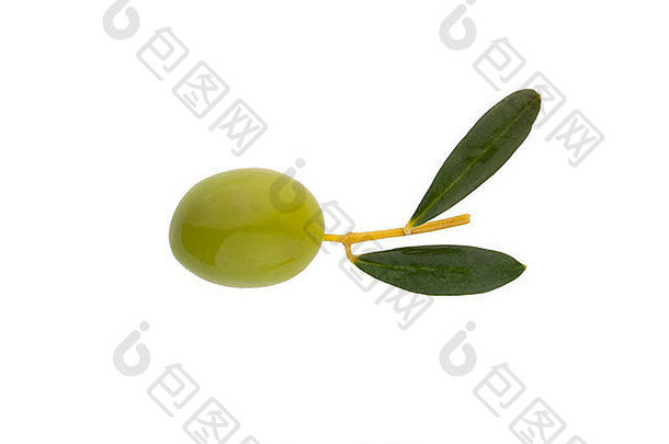 单绿色橄榄分支