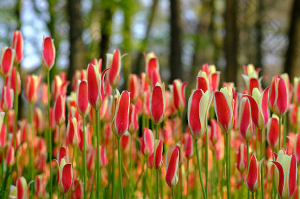 郁金香充满活力的颜色显示库肯霍夫花园丽丝荷兰荷兰丽丝中心荷兰吗花卉栽培行业