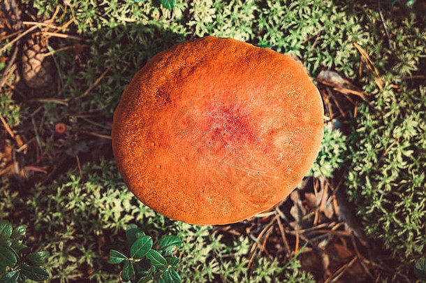 大蘑菇阿斯彭森林秋天前视图森林蘑菇挑选季节leccinum金黄色葡萄球菌红顶黑星病茎可食用的牛肝菌蘑菇