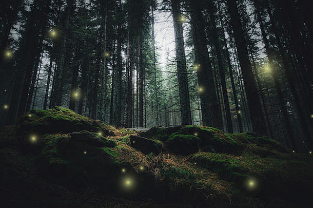 神奇的自然景观萤火虫黑暗松树森林